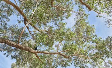 Bird roosting in a tree.