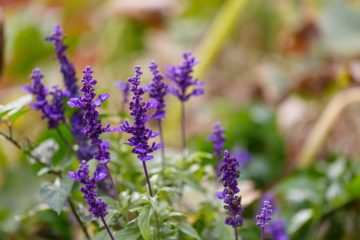 Close-up of vibrant purple flowers in a lush garden, highlighting their delicate petals and rich color.