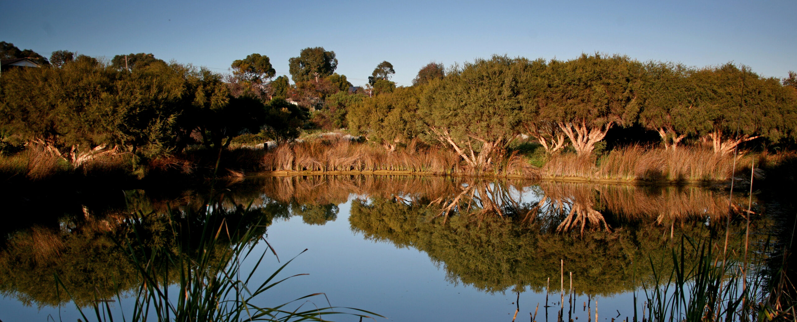 Trees and reeds line the edge of a calm pond, reflecting clearly in the water under a blue sky. Grasses in the foreground frame the peaceful, natural scene.